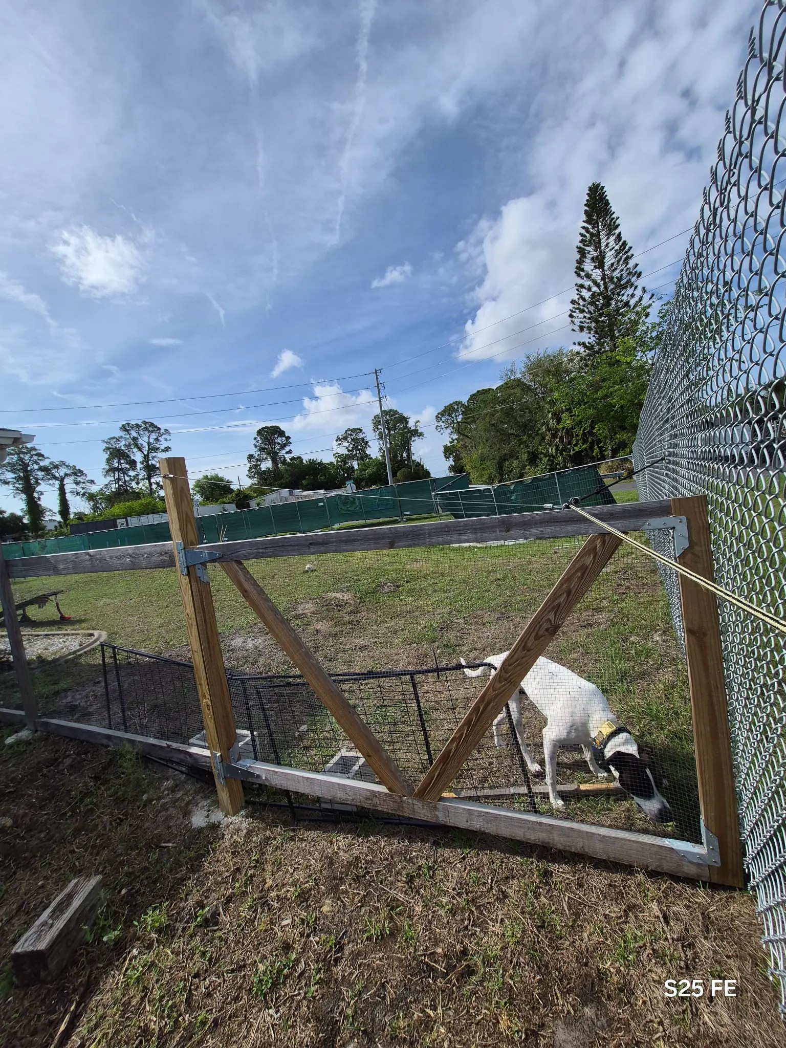 Dog Day Experience in Port Richey