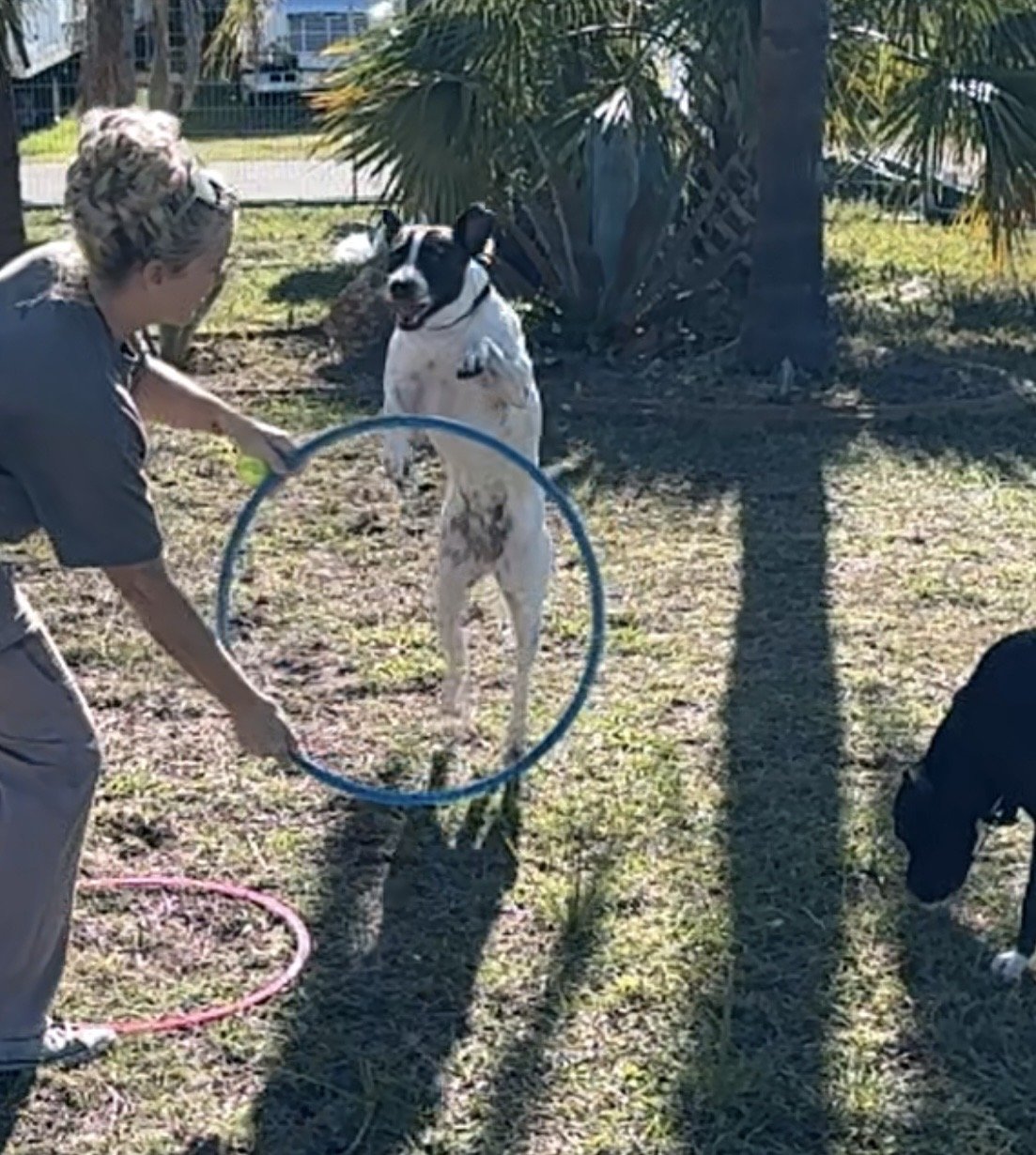 Dog agility hoop jump training at Da Vinci Unleashed