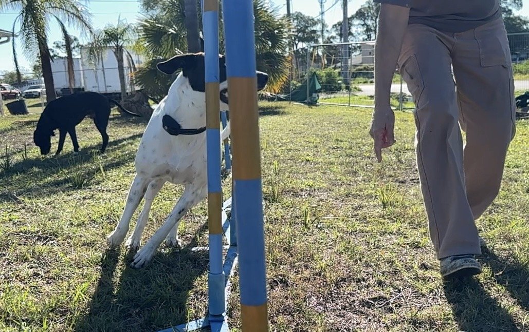 Dog agility weave poles at Da Vinci Unleashed