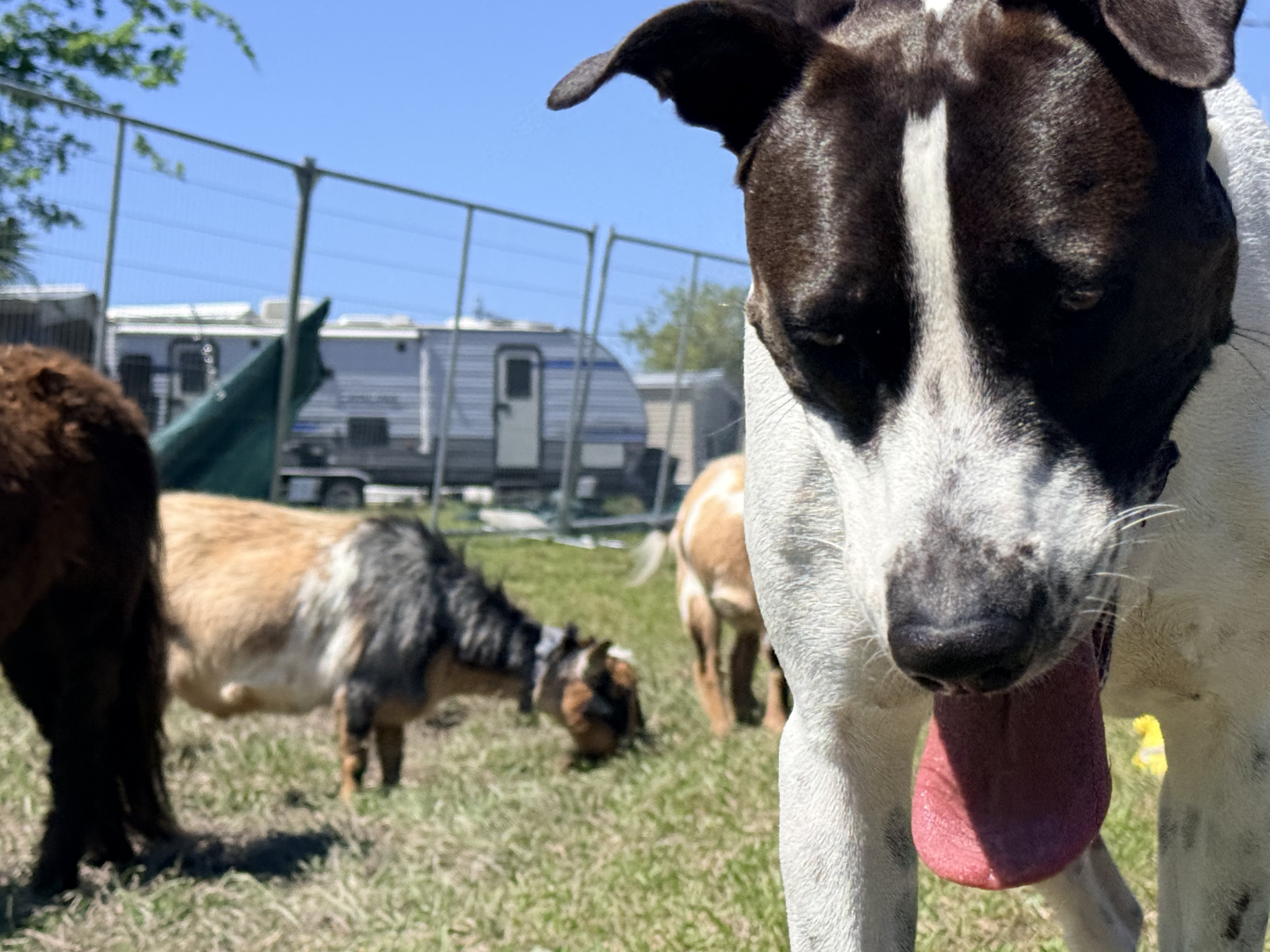 Dog daycare in Port Richey at Da Vinci Unleashed structured play environment