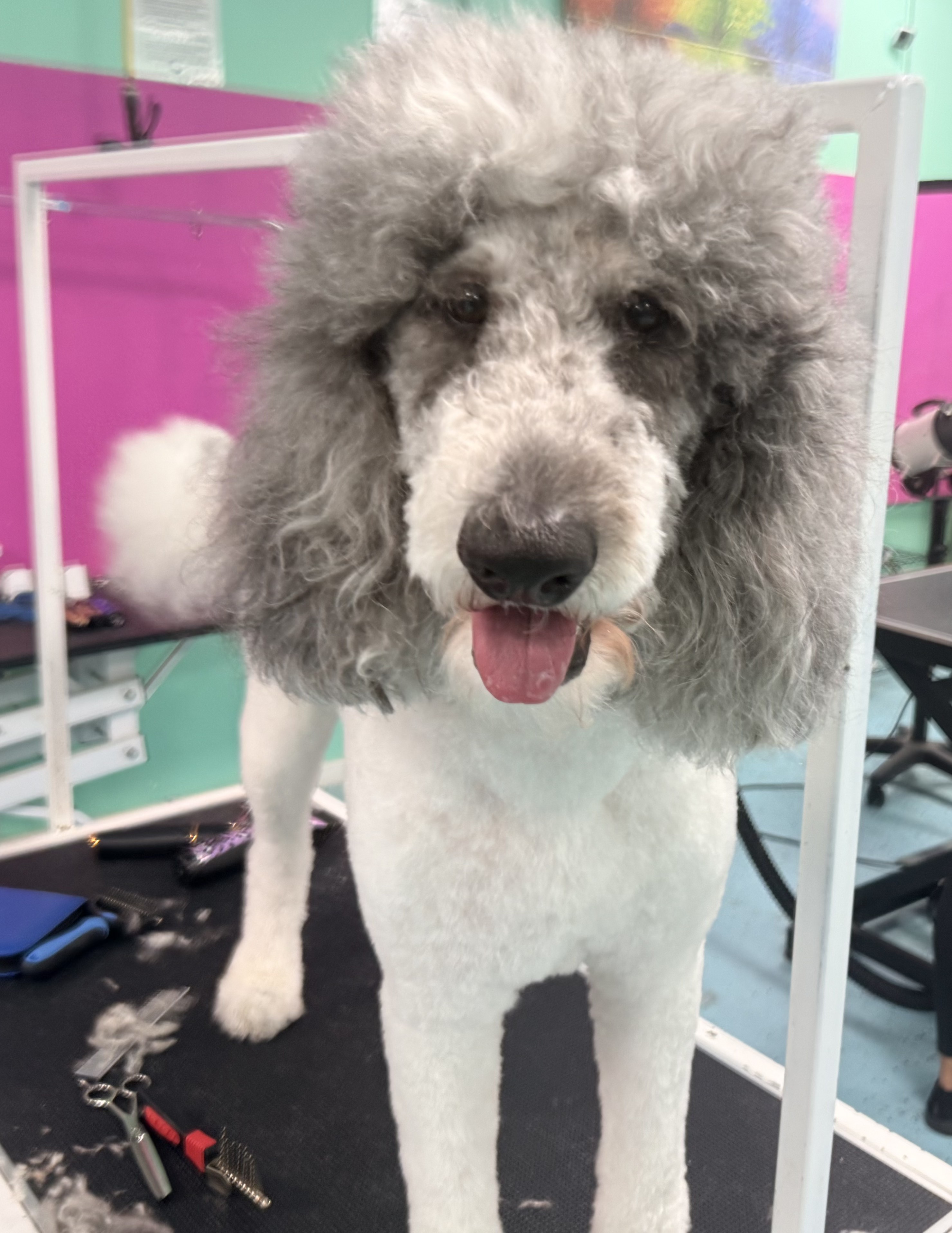 Freshly groomed doodle at Da Vinci Unleashed