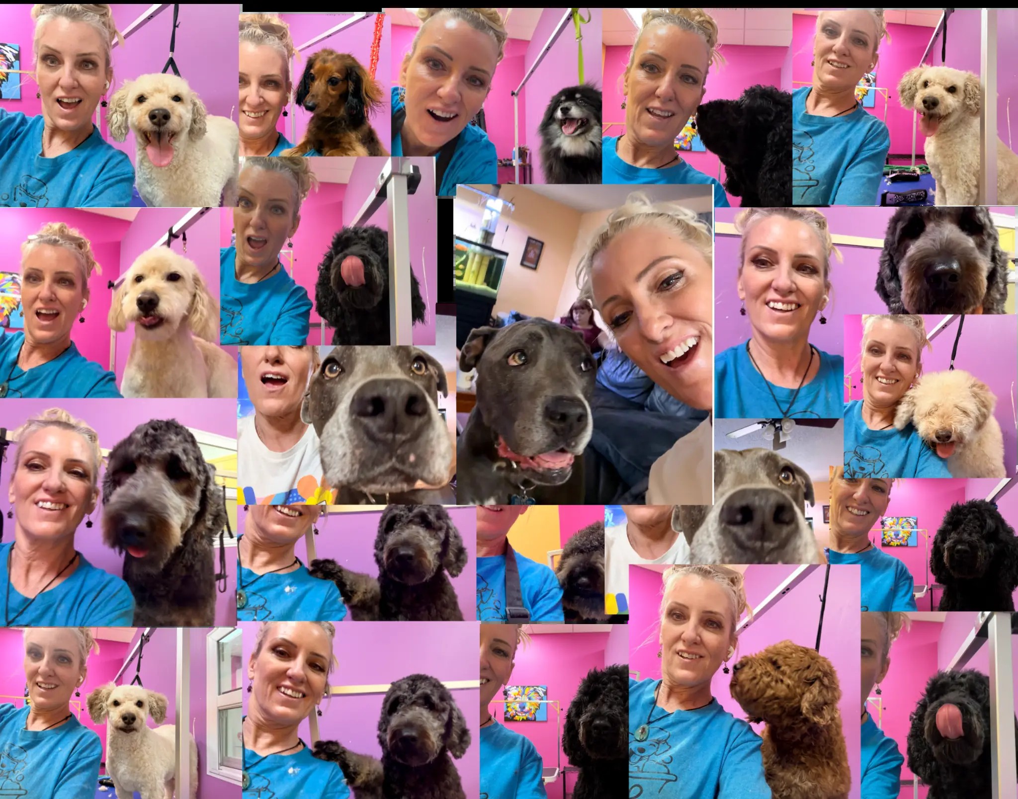 Dog grooming at Da Vinci Unleashed in Port Richey FL