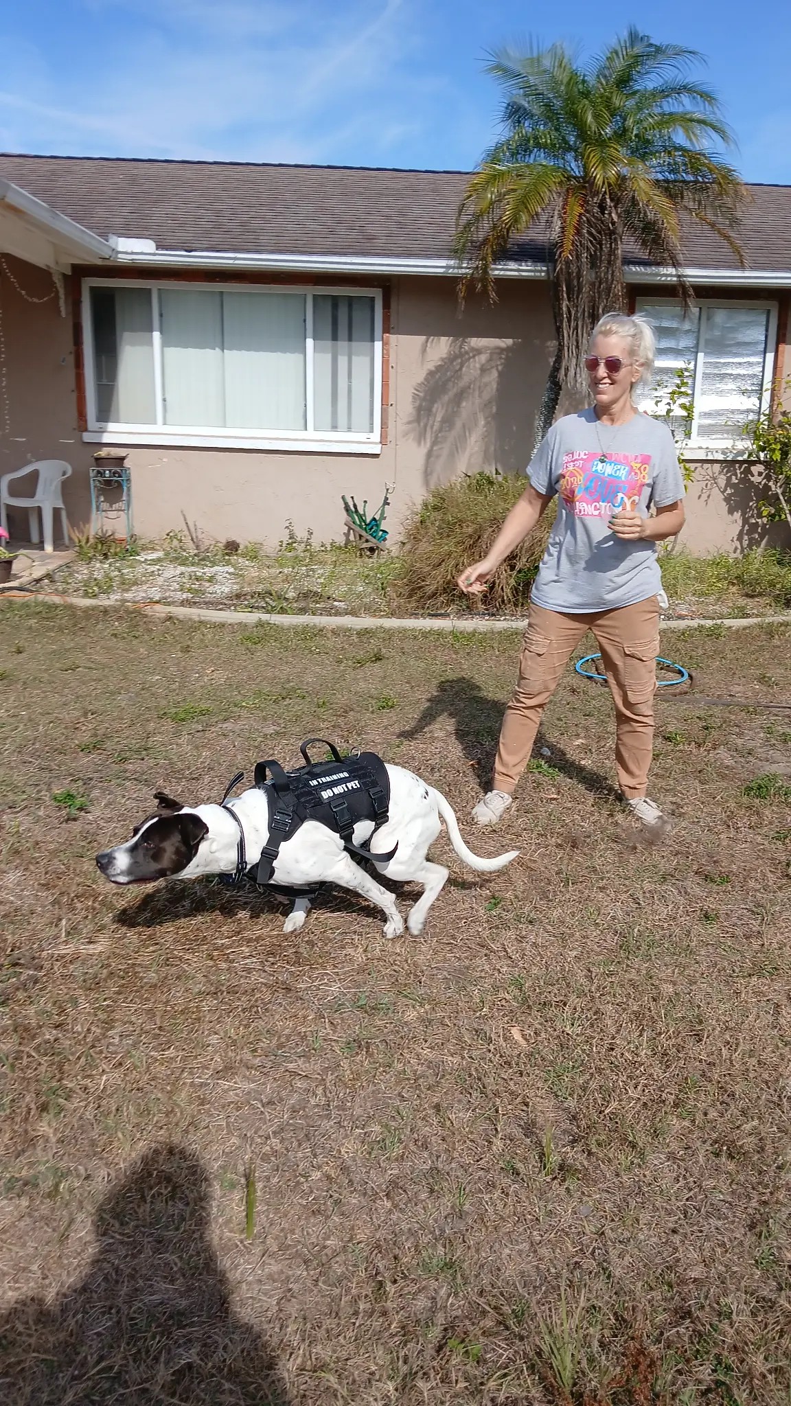Dog in agility training crouch position at Da Vinci Unleashed