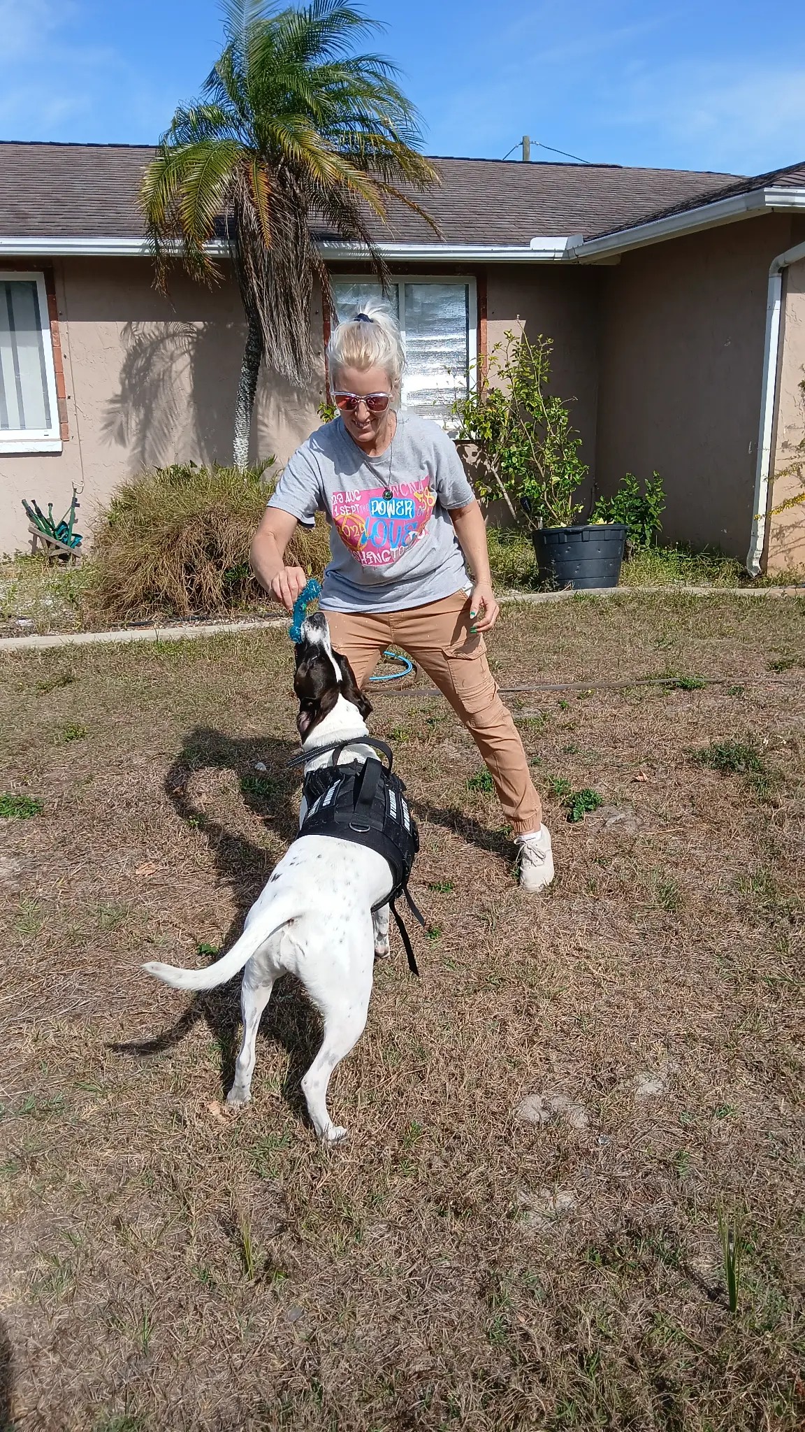 Dog Training in Port Richey